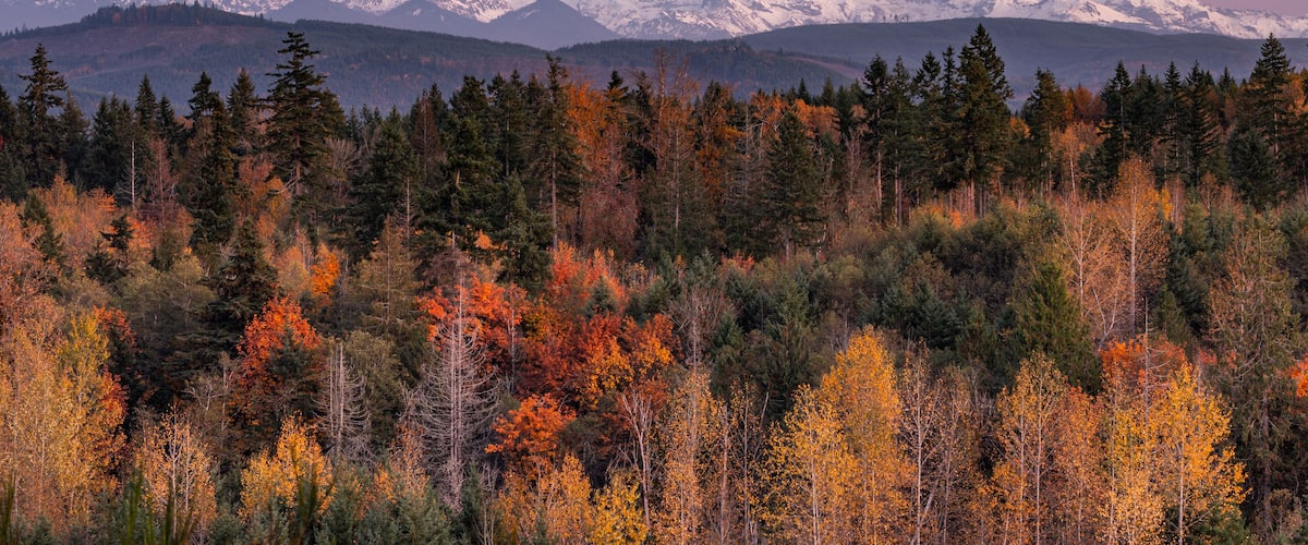 A snow-capped mountain with autumn-colored trees in the foreground.