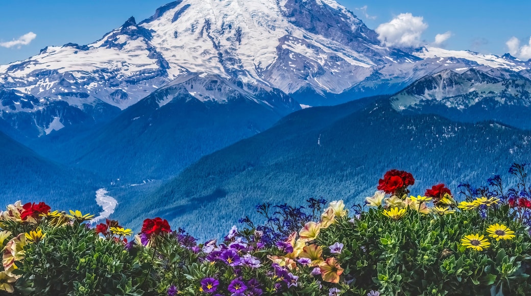 Colorful Flowers Mount Rainier Crystal Mountain Lookout Pierce County Washington