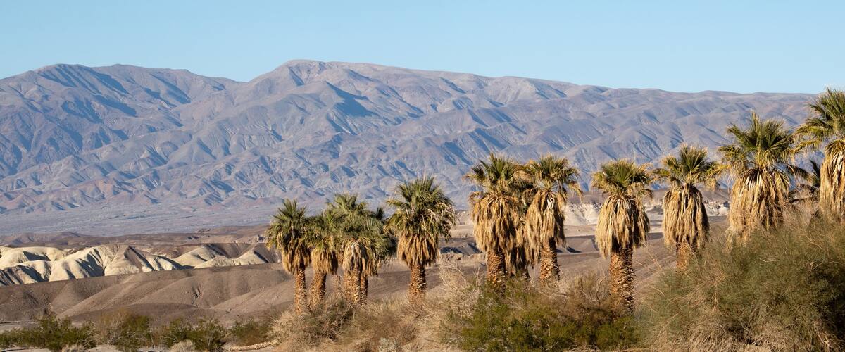 Palm tree oasis in the death valley desert landscape at dusk