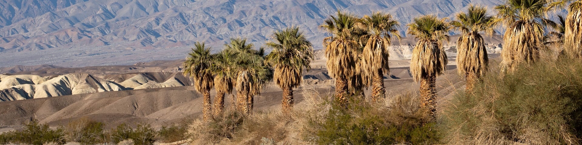 Palm tree oasis in the death valley desert landscape at dusk