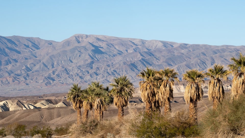 Palm tree oasis in the death valley desert landscape at dusk
