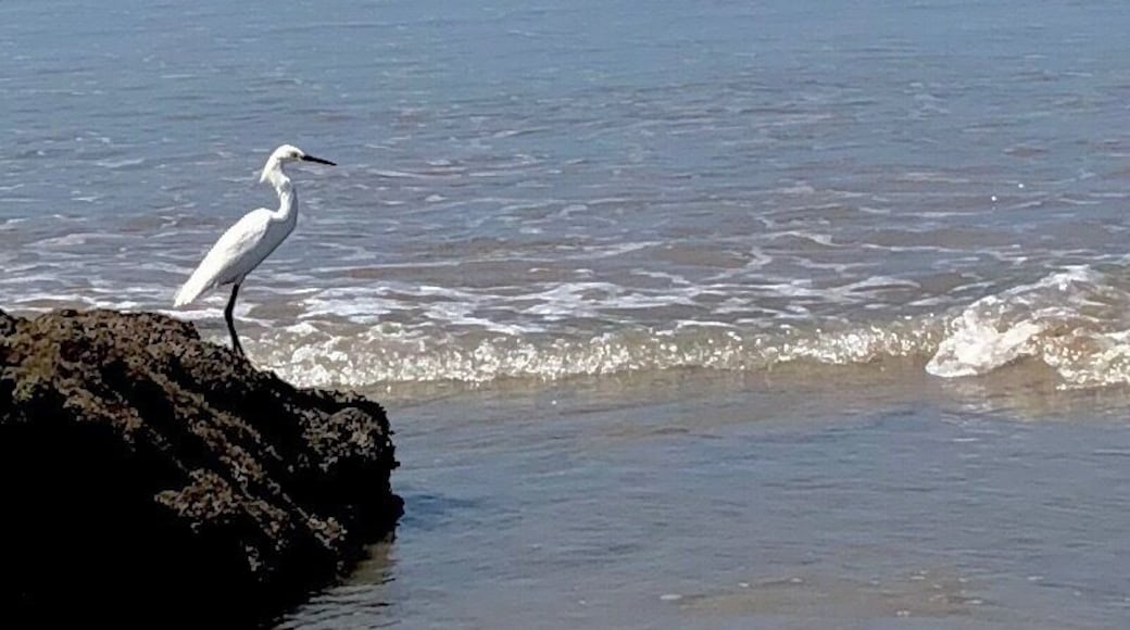 Easter morning at Playa Hermosa. This is a stunning beach!