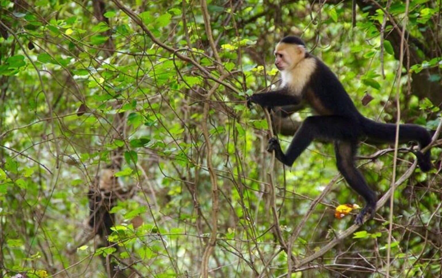 Wild White Faced Capuchin monkey hanging out just off the side of the highway in Costa Rica. He looks like he is on a mission, doesn't he? 
