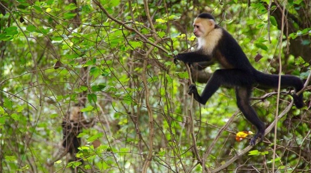 Wild White Faced Capuchin monkey hanging out just off the side of the highway in Costa Rica. He looks like he is on a mission, doesn't he?