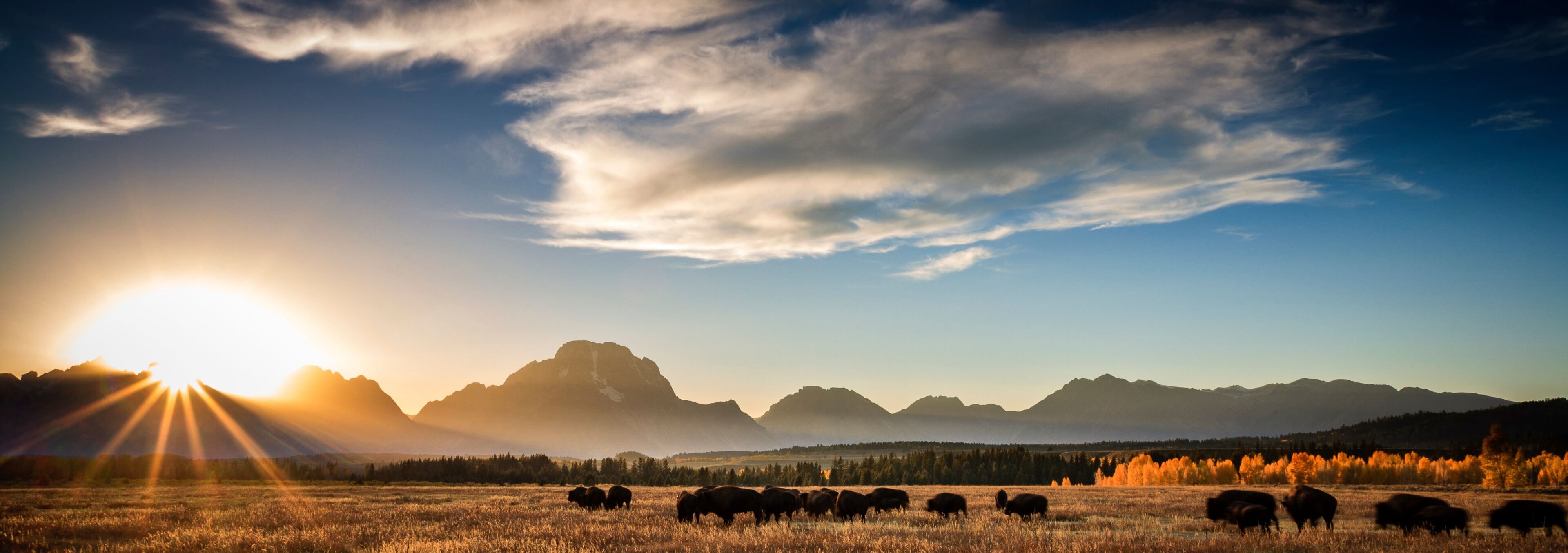 Bison standing on grassy landscape in Grand Teton National Park during sunset
