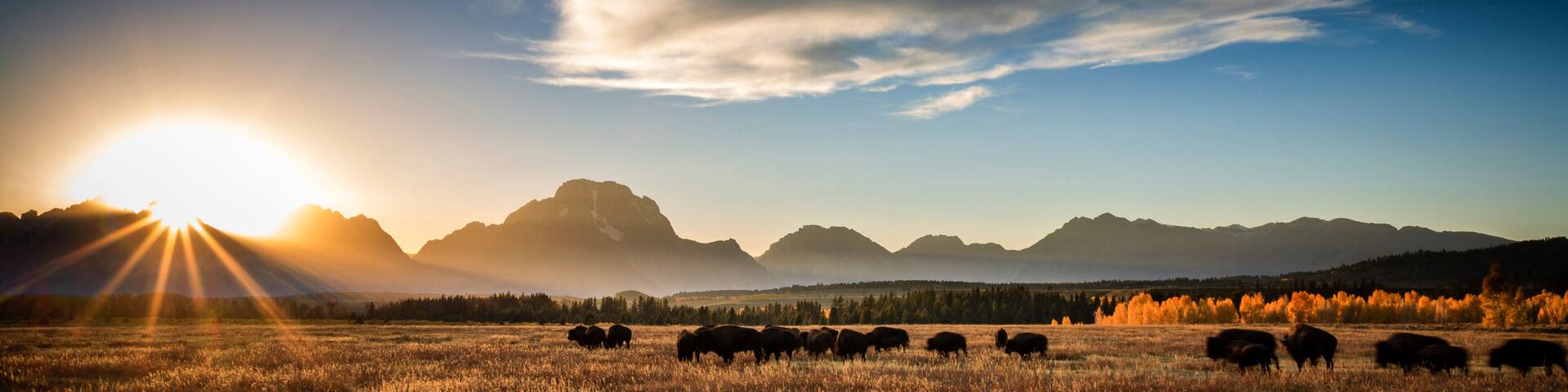 Bison standing on grassy landscape in Grand Teton National Park during sunset