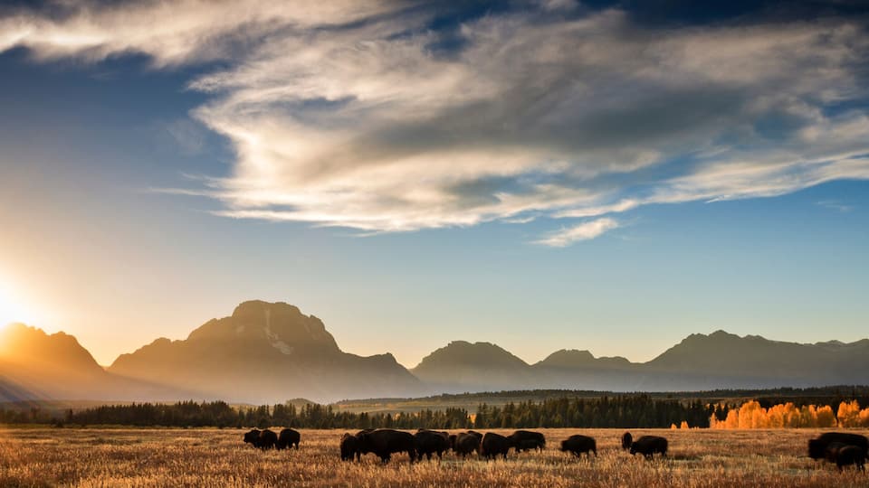 Bison standing on grassy landscape in Grand Teton National Park during sunset