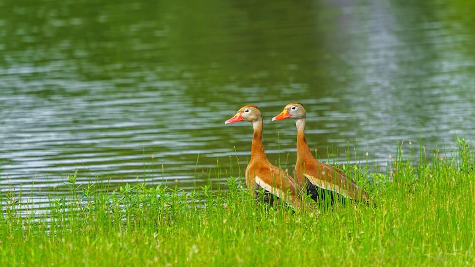 Mexican Whistler Couple
