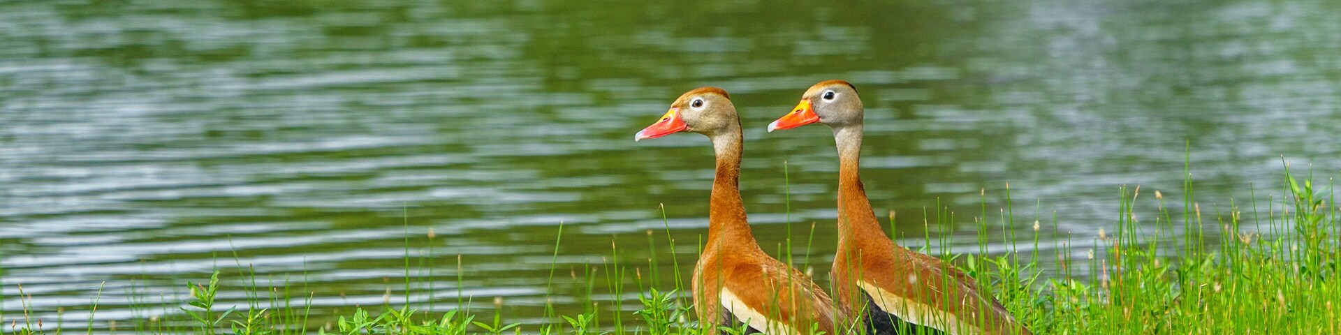 Mexican Whistler Couple