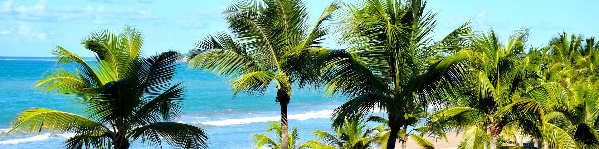 Tropical beach with palm trees
