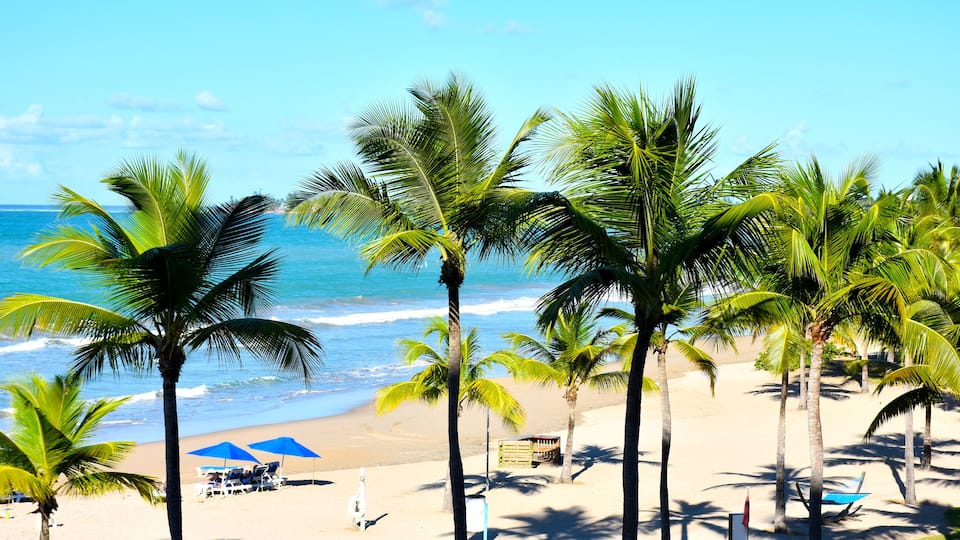 Tropical beach with palm trees