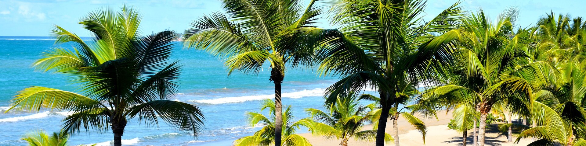 Tropical beach with palm trees