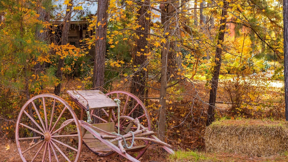 Antique Horse Cart in the woods