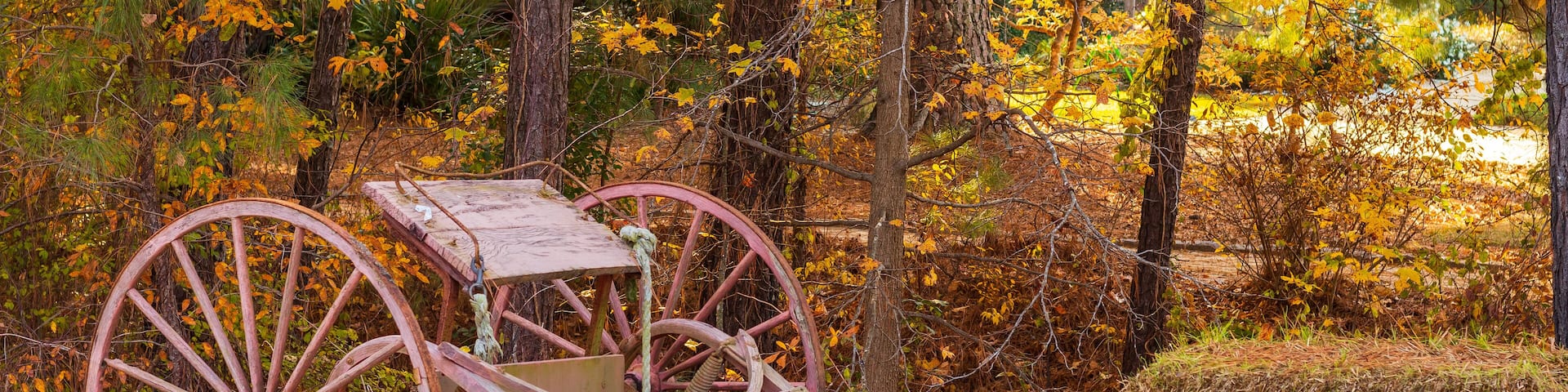 Antique Horse Cart in the woods