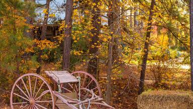 An old wooden carriage wheel in a forest with autumn leaves.