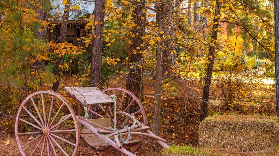 An old wooden carriage wheel in a forest with autumn leaves.