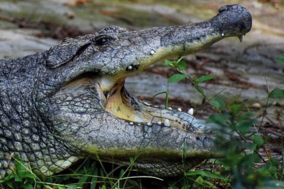 Un crocodile, la gueule ouverte, laissant apparaître ses dents et sa langue, dans un environnement naturel et verdoyant.