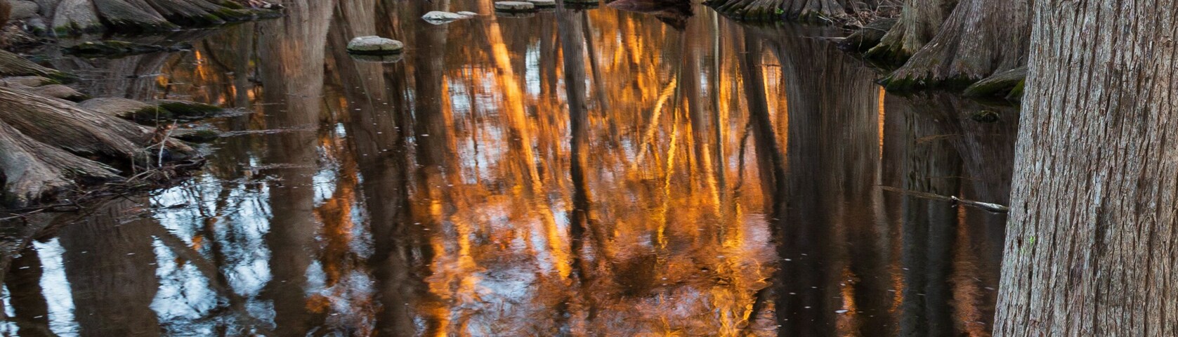 Switchgrass (Panicum virgatum) and "bald cypress" trees (Taxodium distichum) in winter at sunset in Cibolo Nature Preserve in central Texas near Boerne