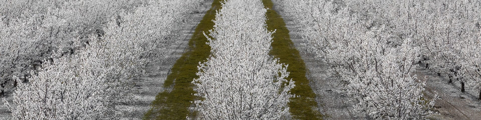 A Grove of Almond Trees in Bloom in Modesto, Stanislaus County, California.