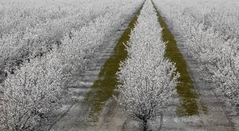 A Grove of Almond Trees in Bloom in Modesto, Stanislaus County, California.