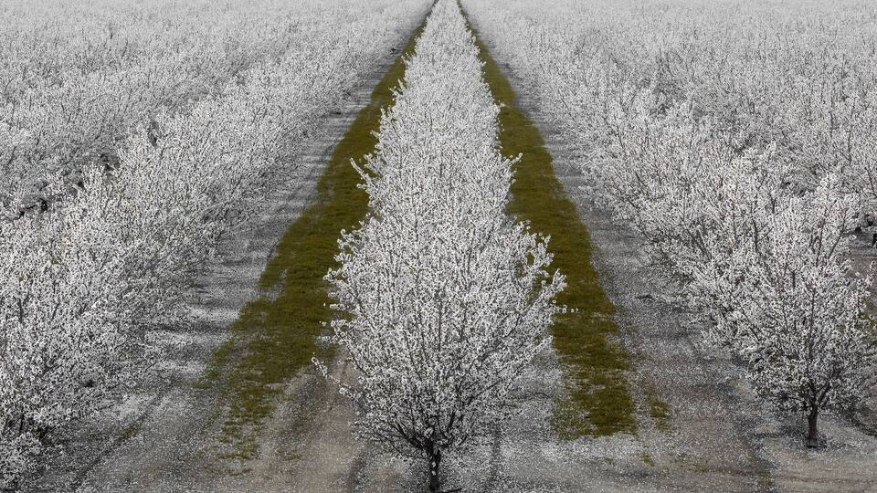 A Grove of Almond Trees in Bloom in Modesto, Stanislaus County, California.
