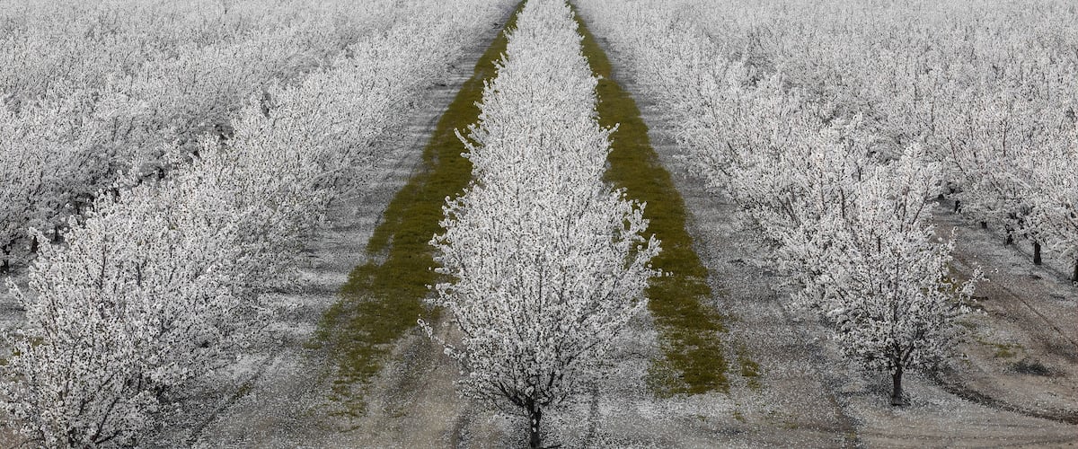 An aerial view of a cherry blossom orchard with rows of trees and a central path.