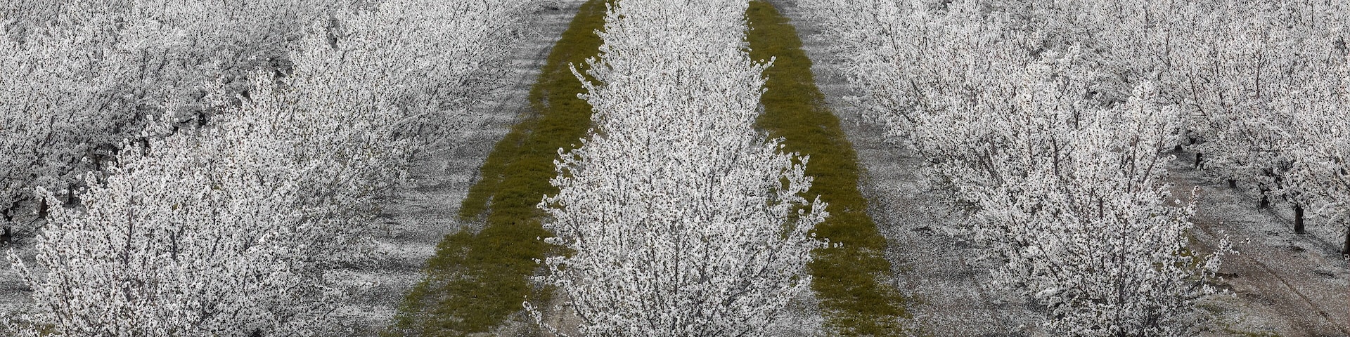 An aerial view of a cherry blossom orchard with rows of trees and a central path.