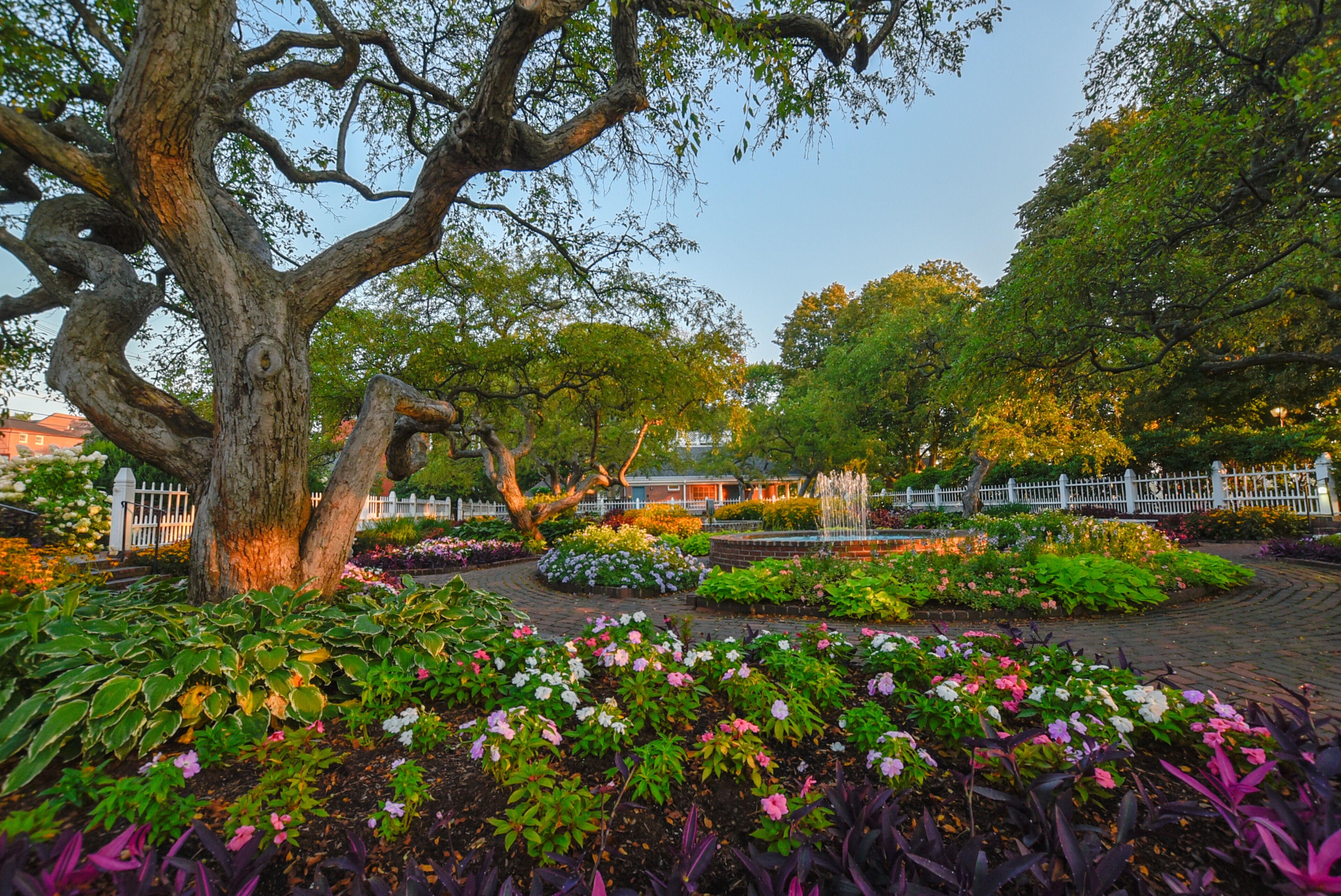 A garden with a large tree, flowering plants, a fountain, and a white fence.