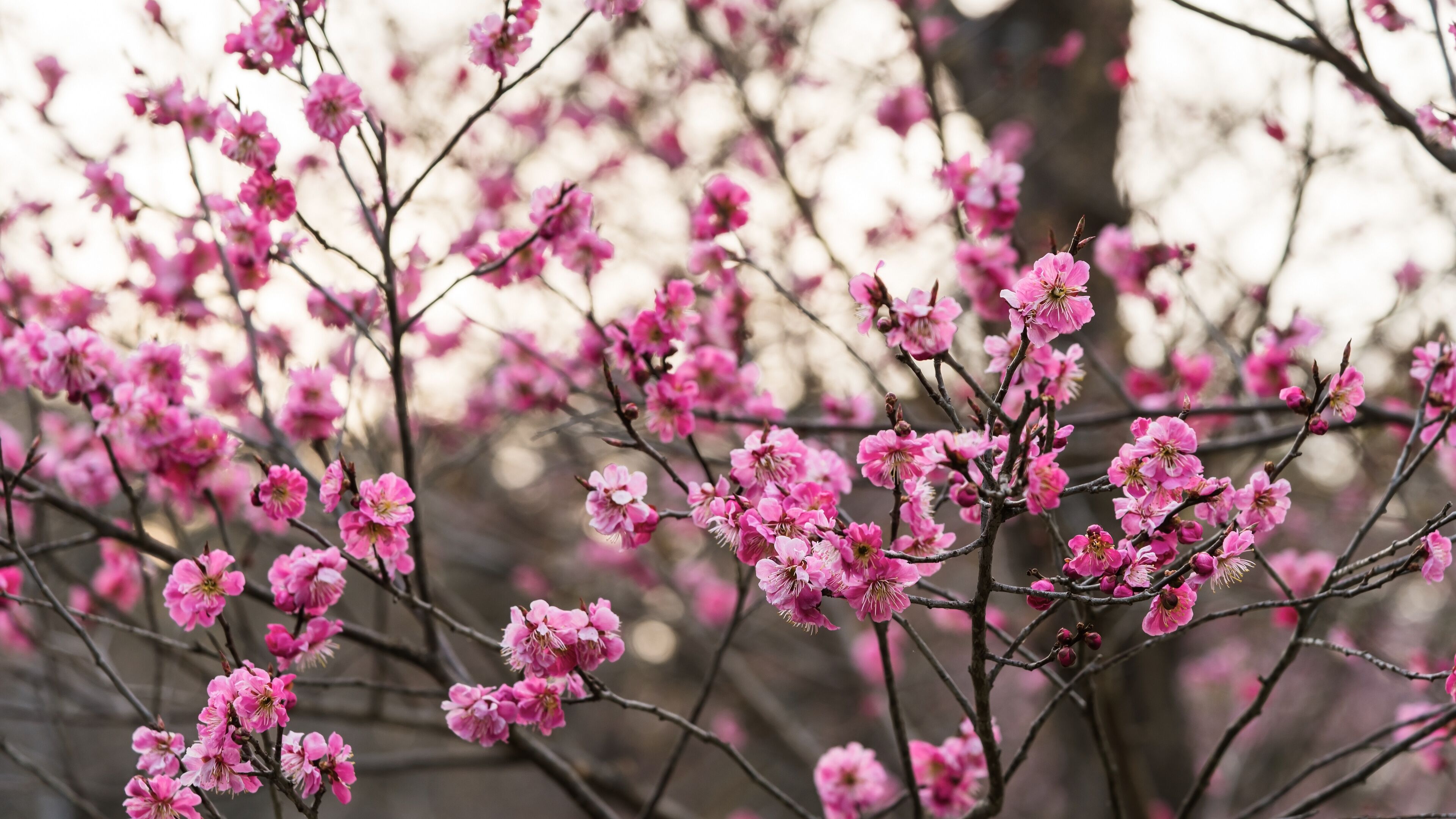 Sakura in Maruyama Park, Sapporo