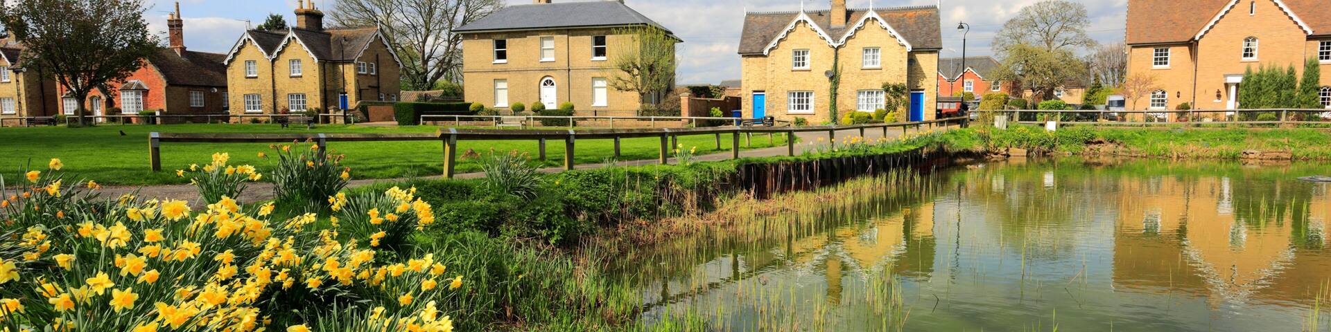 Spring daffodils, Ramsey village pond, Cambridgeshire, England