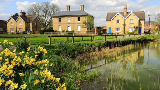 Spring daffodils, Ramsey village pond, Cambridgeshire, England