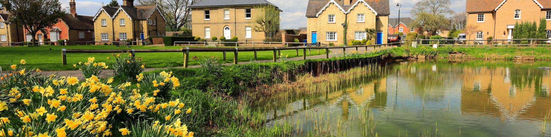 Spring daffodils, Ramsey village pond, Cambridgeshire, England