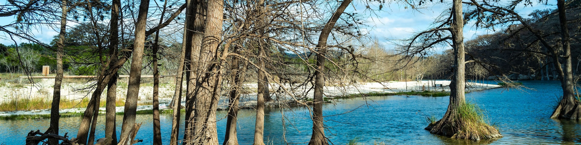Image of bald cypress trees in Frio river. Slender trunks, leafless, reaching towards sky in Garner State Park, Texas, USA