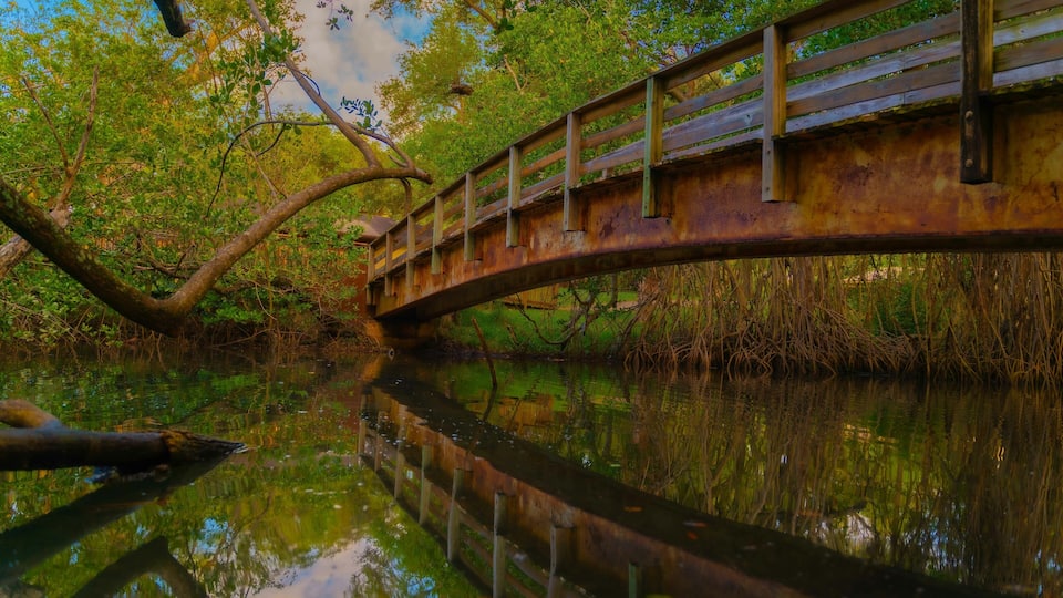 bridge river aquatic florida nature tree green wood forest ponds lake architecture summer beautiful reflection path