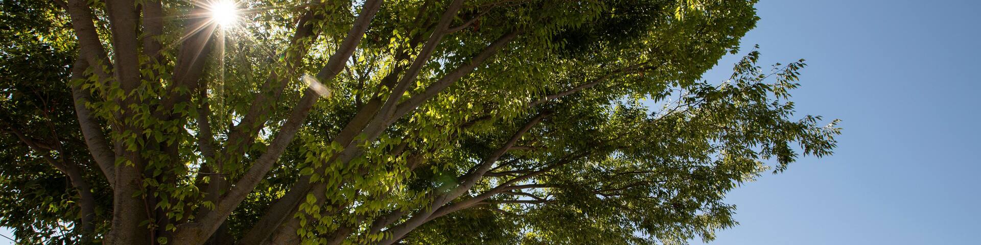 Elk Grove, California, USA - July 16, 2021: Afternoon sunlight shines on historic downtown Elk Grove.
