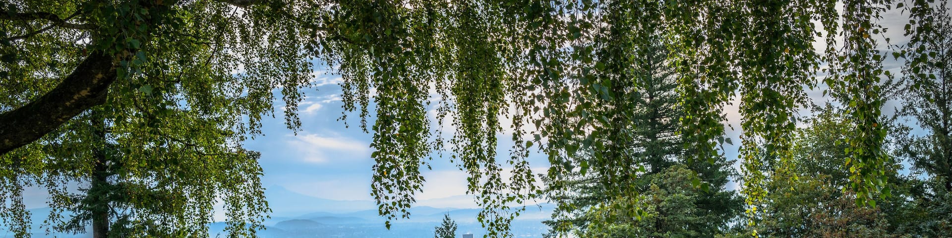 Portland cityscape with a rustic wooden bench under the willow tree in the garden.Autumn landscape at Pittock Mansion Park in Portland, Oregon State.