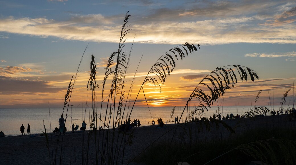 Sea Oats, Uniola paniculata L, on beach aganist a dark blue cloudy sky on Manasota Key Beach in Englewood Florida United States
