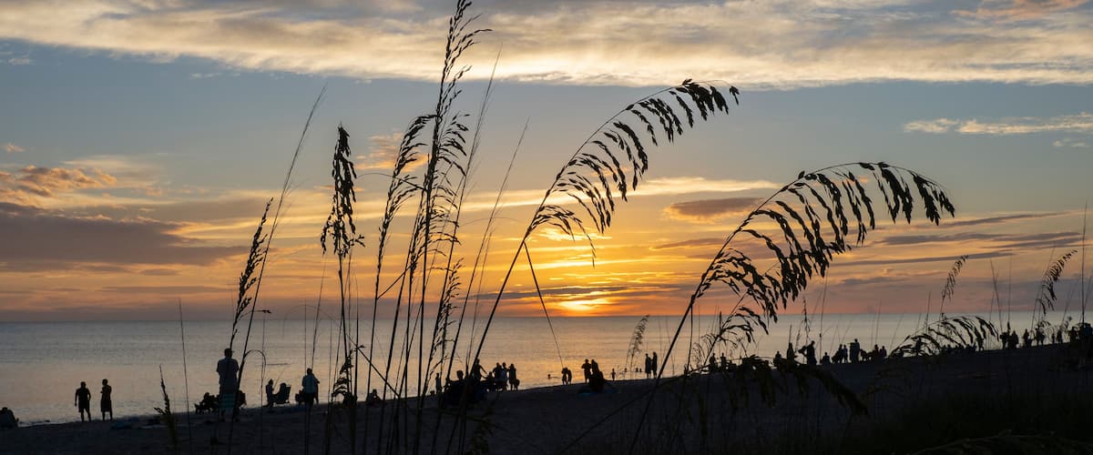 Sea Oats, Uniola paniculata L, on beach aganist a dark blue cloudy sky on Manasota Key Beach in Englewood Florida United States