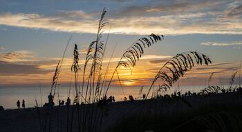 Sea Oats, Uniola paniculata L, on beach aganist a dark blue cloudy sky on Manasota Key Beach in Englewood Florida United States