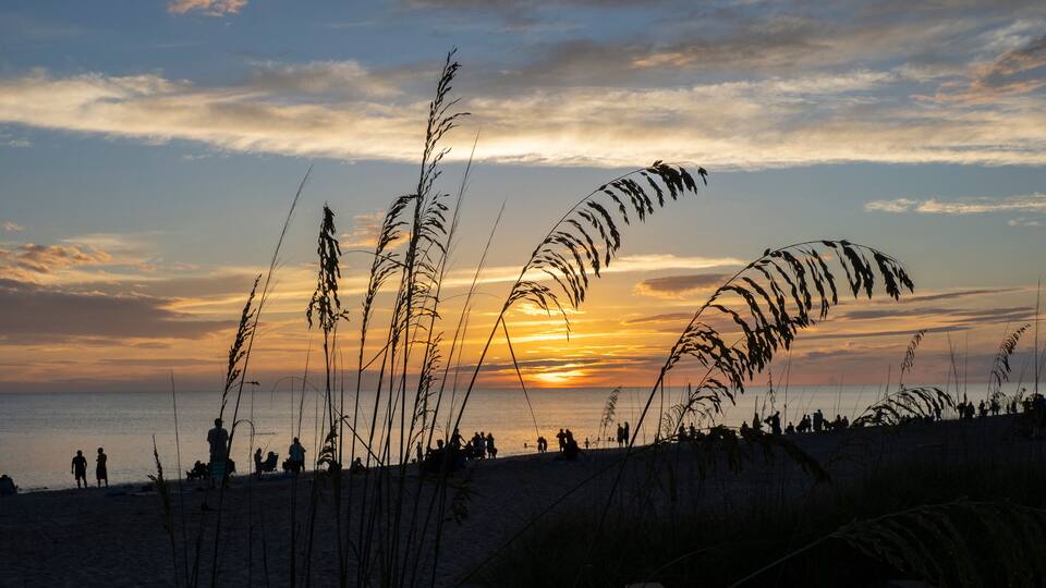 Sea Oats, Uniola paniculata L, on beach aganist a dark blue cloudy sky on Manasota Key Beach in Englewood Florida United States