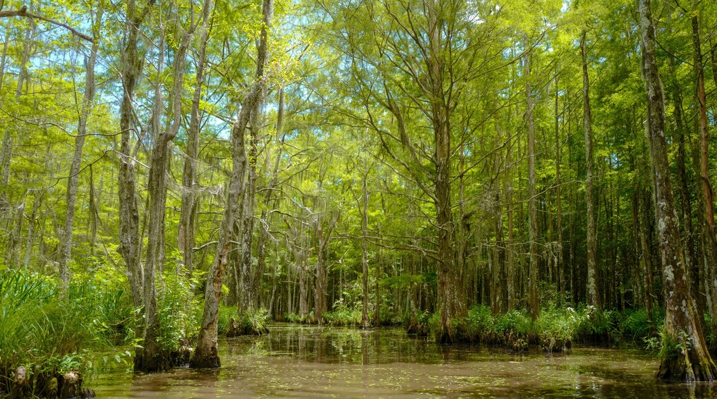 แมคคอมบ์-วีซีย์