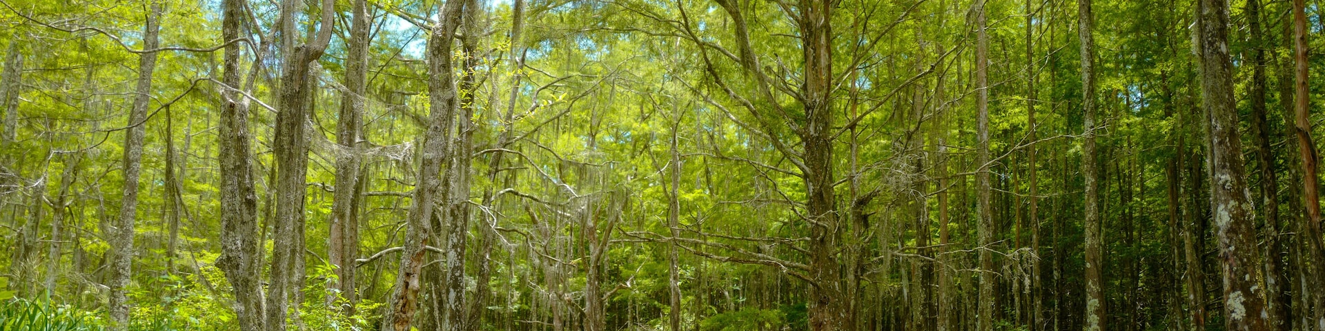 Amazing view in Honey Island Swamp Tour.