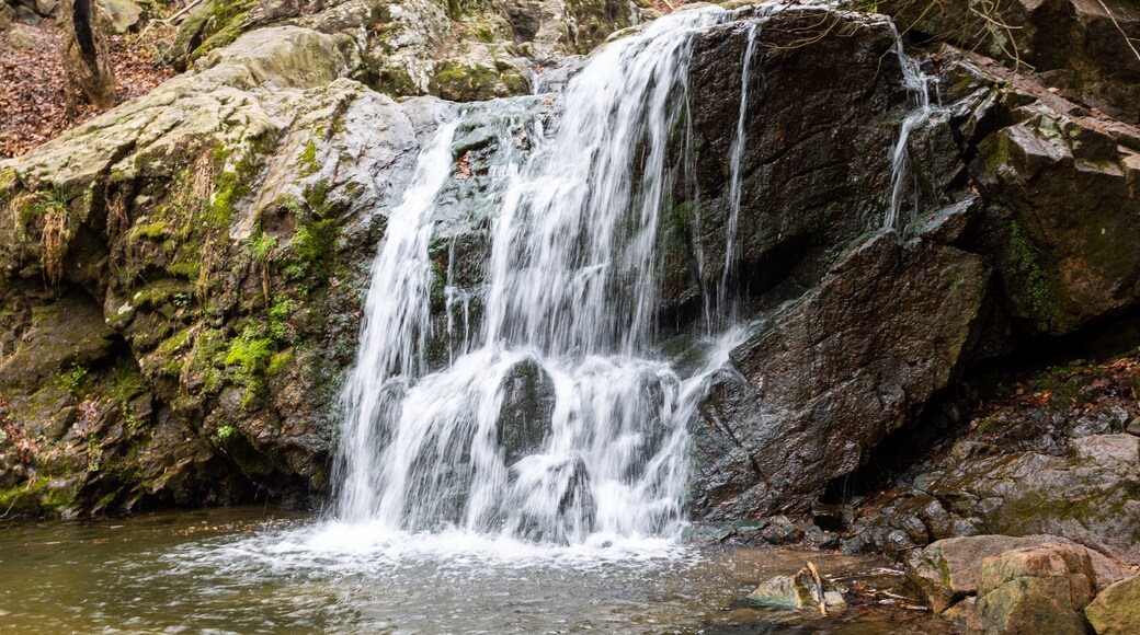 ทานยาร์ด สปริงส์