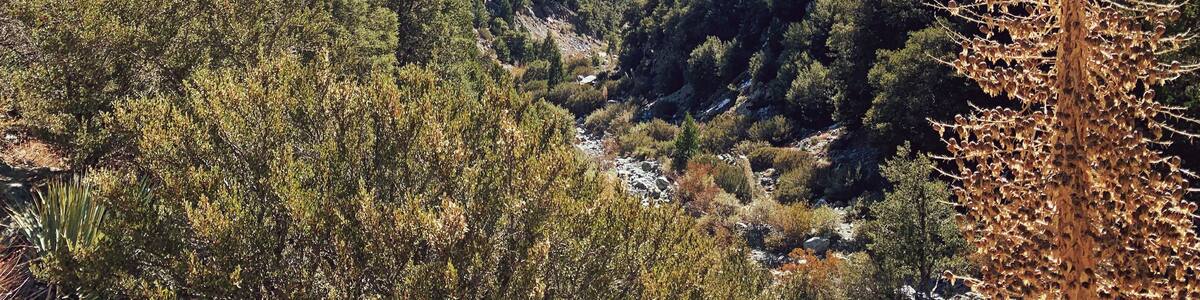 Angeles National Forest