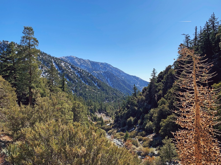 Angeles National Forest