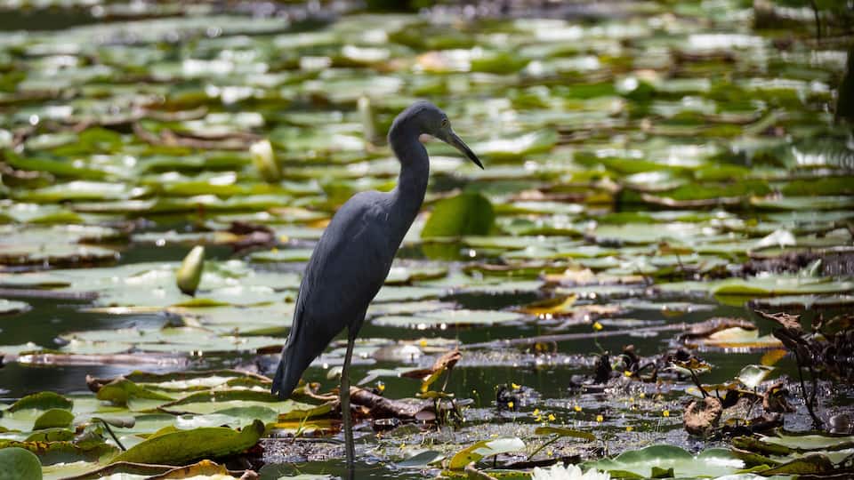 Little Blue Heron Standing in Pond with Lily Pads and Flower
