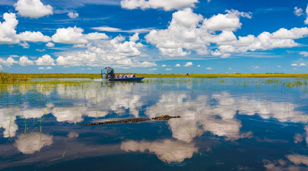 Florida Everglades airboat rides and alligators