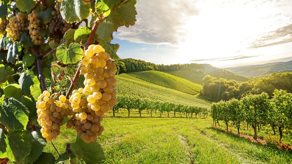 Vineyards with grapevine and winery along wine road in the evening sun, Europe