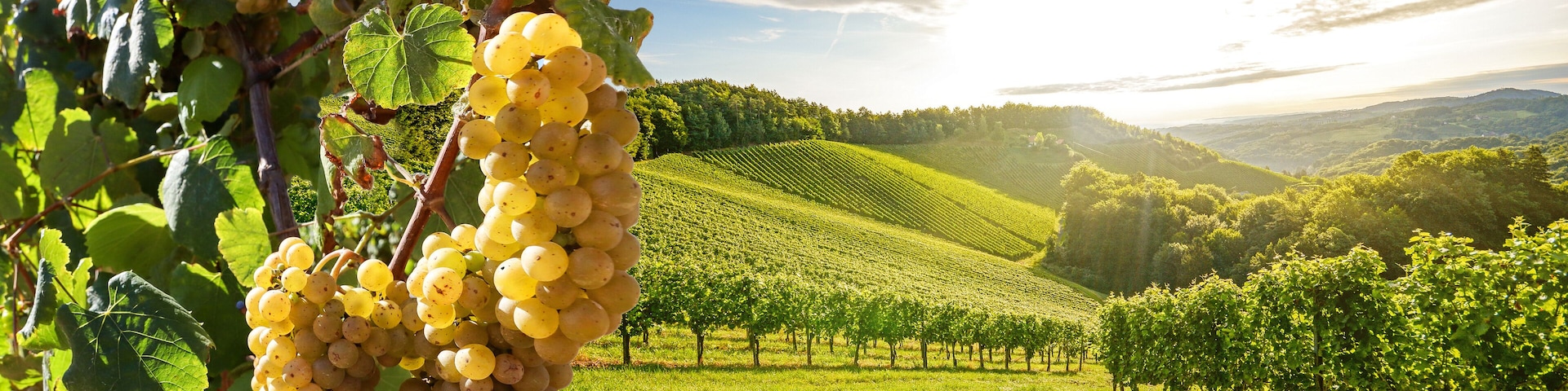 Vineyards with grapevine and winery along wine road in the evening sun, Europe