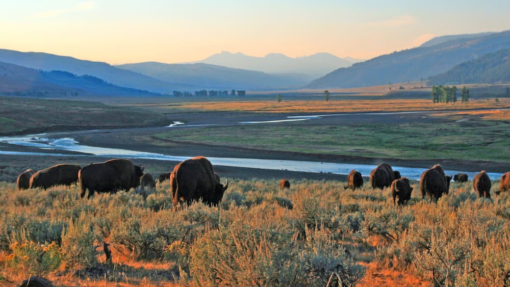 A river flowing through a valley with mountains in the background and bison grazing in the foreground.